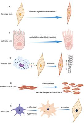 The role of the cytoskeleton in fibrotic diseases